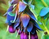 25+ CERINTHE Blue Shrimp Pride of Gibralter Flower Seeds/SELF Seeding
