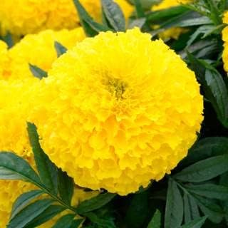 Park Seed Whopper Mix Marigold Flower Seeds – Giant 4-Inch Double Blooms in Yellow, Gold & Orange, Compact and Weather-Resistant Plants, Easy to Grow for Beds or Containers – Pack of 25
