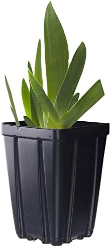 Picasso Moon Bearded Iris (Iris germanica) Plant Potted, Large Yellow Flowers, Heavy Bloomer, Stargazer Perennials