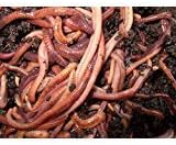 SUPER Red Wiggler Worms (Composting Worms) 250 - 5000 count (500)