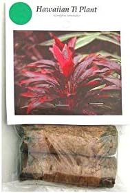 HAWAIIAN GREEN TI LEAF PLANT 2 LOGS ~ GROW HAWAII
