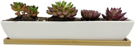 SeaStar White Rectangular Long Succulent Planter Pot, 11x2.16x1.75inch Modern Minimalist Ceramic Succulent Planter Pot with Saucer for Office, Desk