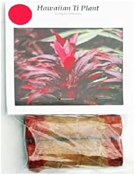 Hawaiian Red Ti Leaf Plant Logs Live Indoor/Outdoor Tropical Plants - 2 Cordyline Fruticosa Cutting Logs - Easy Care Good Luck Plant