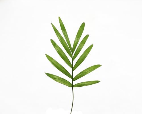 Victorian Parlor Palm (Neanthe Bella Palm) - 4'' from California Tropicals