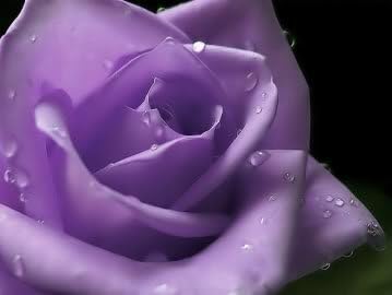 5 PURPLE ROSE Rosa Bush Shrub Perennial Flower SeedsComb S/H