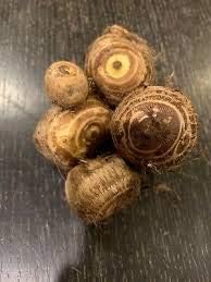 3 Colocasia Esculenta Elephant Ear Taro Gabi Kalo Bulbs NHKM34