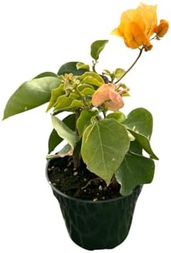 Yellow Bougainvillea - Everblooming - Indoors/Outdoors/Patio - 4" Pot