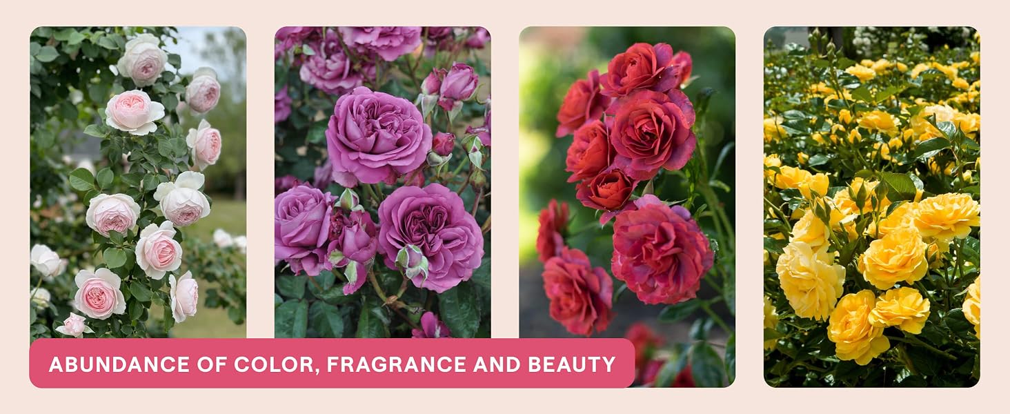 Abundance of color, fragrance and beauty.