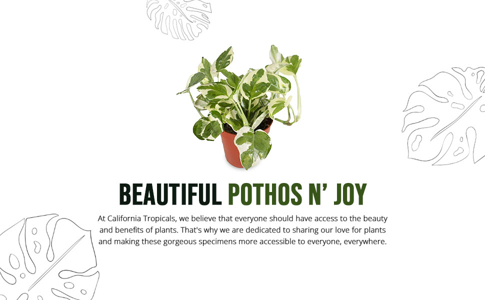 root weekly beauty little terrestrial hydroponic thornless bella gardening botanical peperomiodes