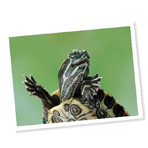API brand story turtle