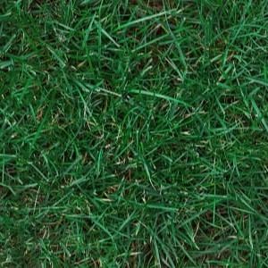 Beautiful Lawn