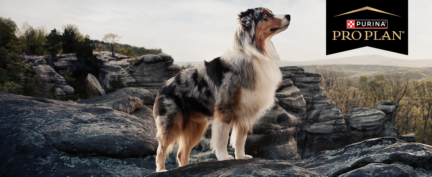 pro plan vet diets dog on mountain