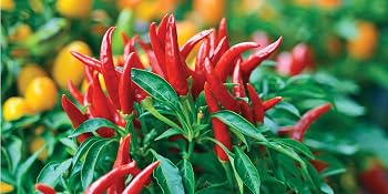 A closeup photo of red chili peppers.
