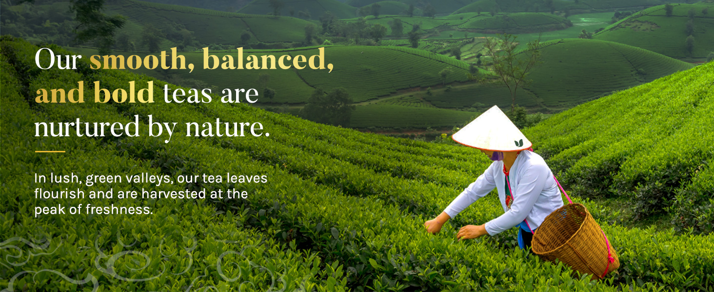 Smooth, Balanced and Bold Teas