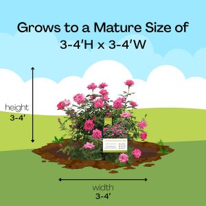 Mature Size