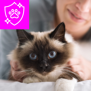 cat immune system allergies
