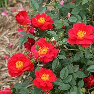 rose;red;flower;