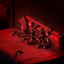 Red light for bees keeping