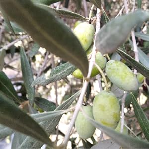 Extra virgin olive oil cold pressed from early harvest olives in Israel