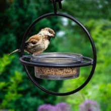 Metal Hanging Zazu Bird Feeder