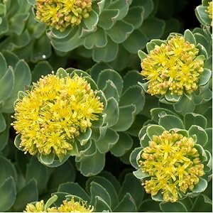 rhodiola rosea