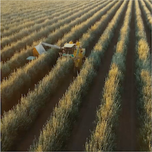 corto olive oil