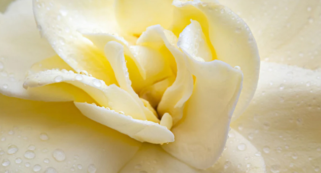gardenia perfume lush exotic white flowers pikake