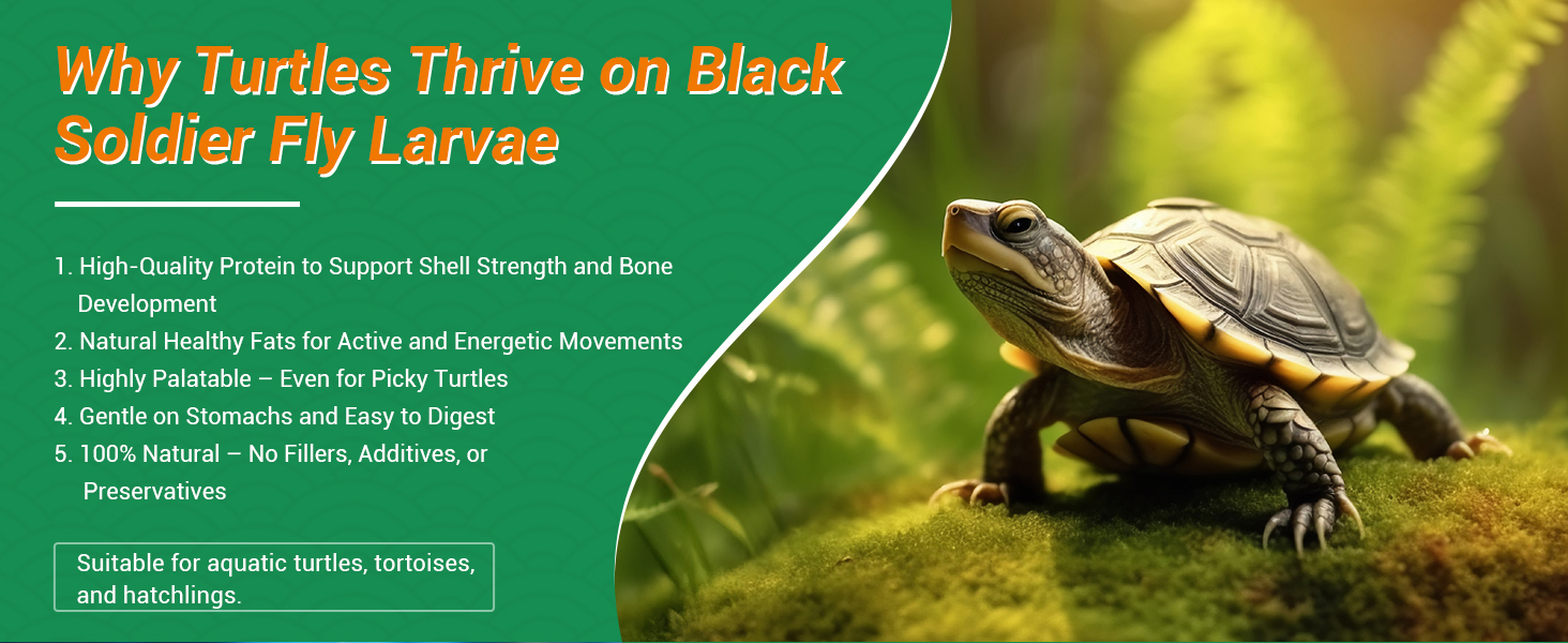BSFL feed for turtles to support shell strength and promote easy digestion