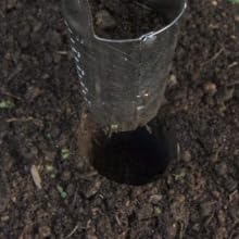Tulip bulb