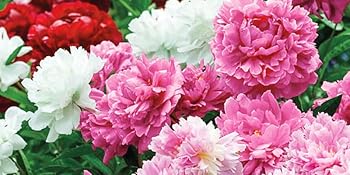 Mixed Peonies