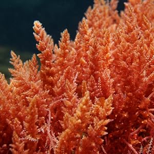 red marine algae