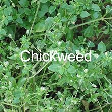 Chickweed Killer, Agralawn kills chickweed