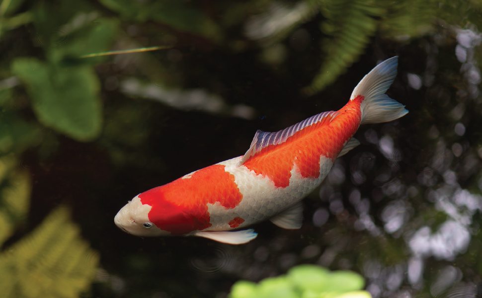 Koi in fishpond with water lilies
