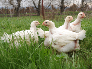 Chicken