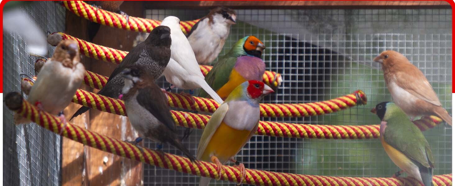Birds Calcium liquid Supplements