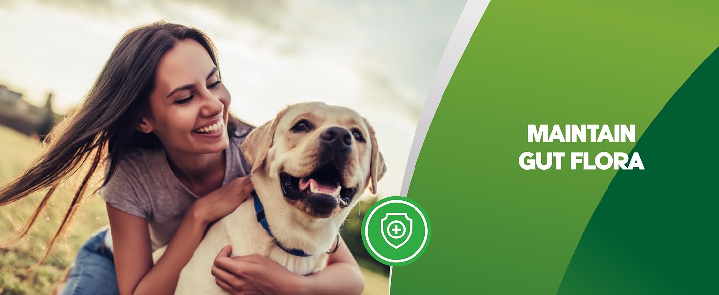 dog gut health probiotics gut health for dogs dog constipation relief