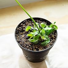 organic carnivorous plant soil