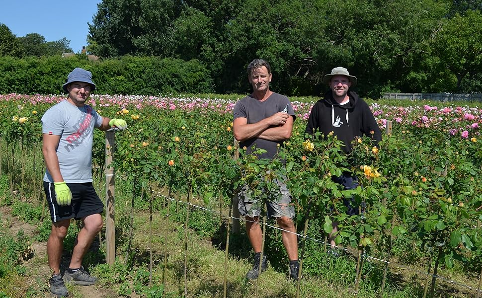 green biostretch plant ties at work supporting standard climbing roses on a commercial rose farm