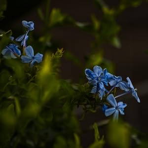 plumbago flowers