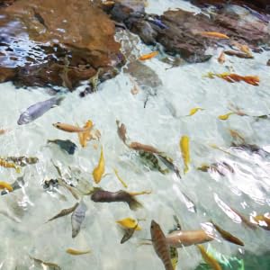 Clear water with rocks and colorful fish