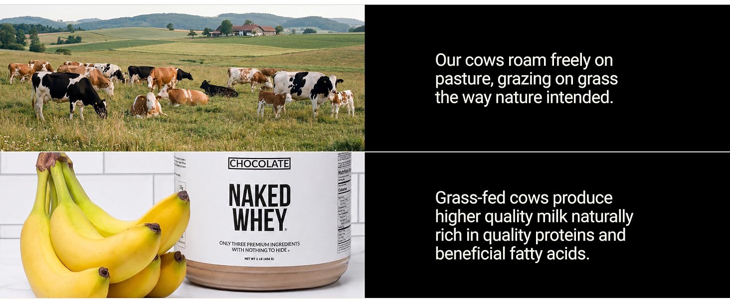 whey chocolate
