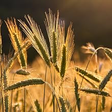 Organic-common-oat-seed organic-oat oat-seed seed seed-for-planting oat-seed grain organic-grain