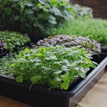 growing microgreens with minute soil yield fantastic results