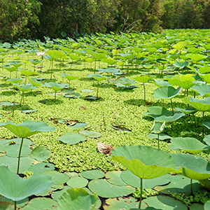 Pond filled with algae and weeds