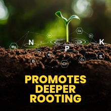 Granular Plus Myco, All-In-One Fertilizer, Organic Root Stimulator Plant Food with Mycorrhizae