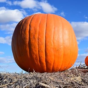 pumpkin