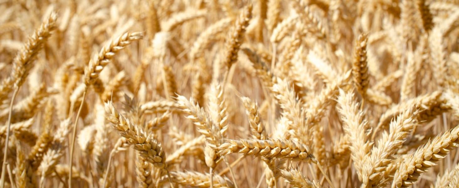 Red Winter Wheat Berries