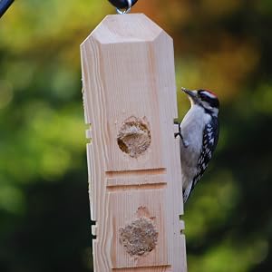 Woodpecker eating from Suet Plug Pine Feeder