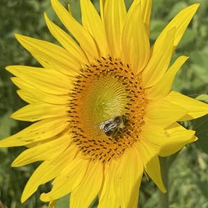 Bee friendly grown grains.
