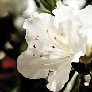 autumn angel encore azalea, flower, flowers
